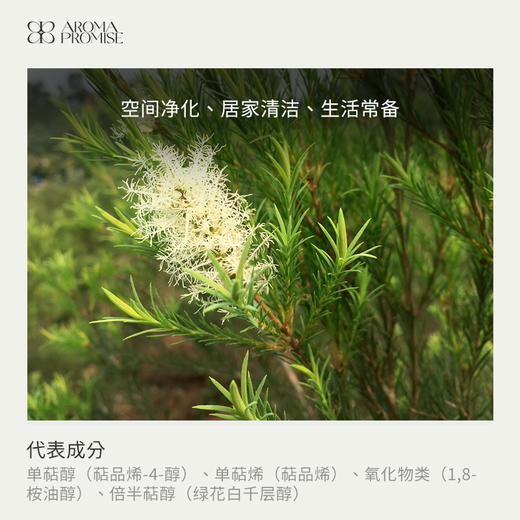 茶树精油10ml 商品图1