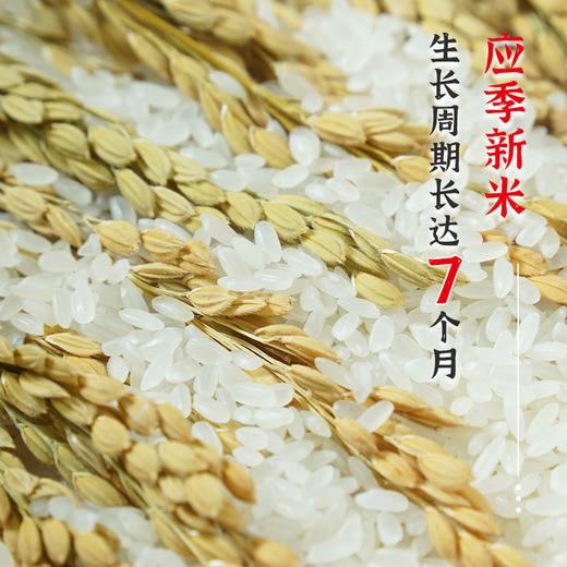 【陇间柒月】八月富硒大米5kg 商品图3