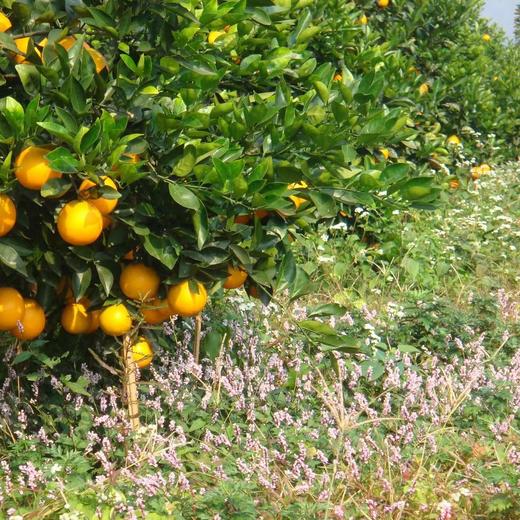 丨有机丨赣南脐橙 橙子 guo家地理标志 中国农大学子18年精心培育而来 商品图6