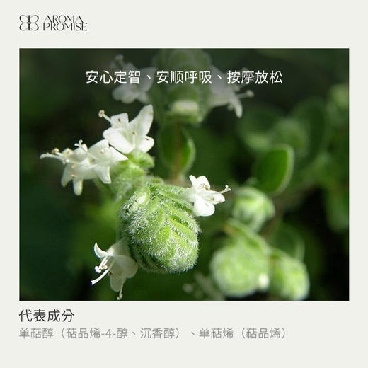 甜马郁兰精油10ml  温暖细致的草本香 清甜不黏腻 商品图1
