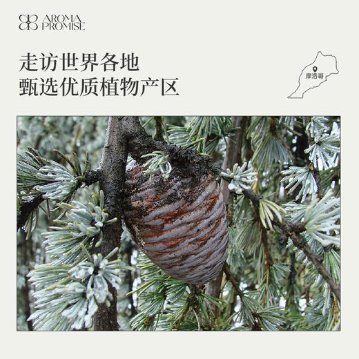 大西洋雪松精油10ml香甜持久的木香调 商品图5