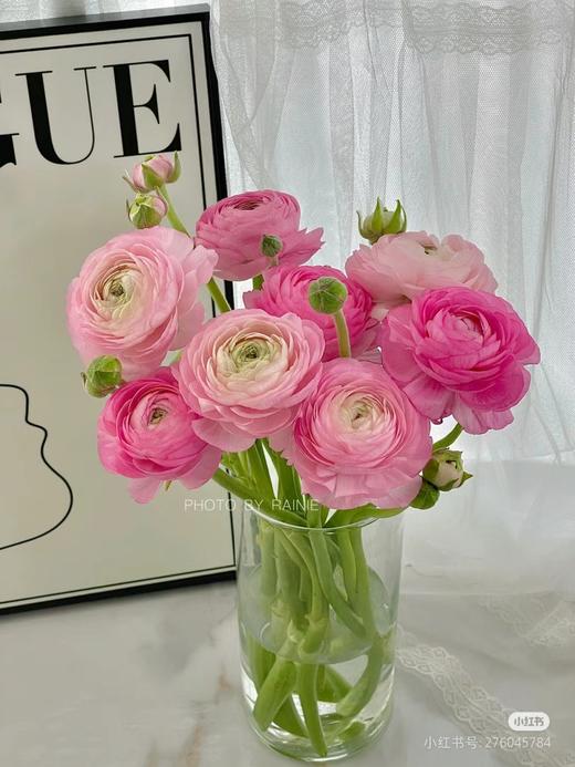 洋牡丹各色点开挑色 商品图3