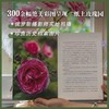 契诃夫的玫瑰 商品缩略图4