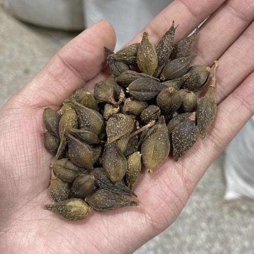 连翘 连青翘 破壳少常用规格 商品图3