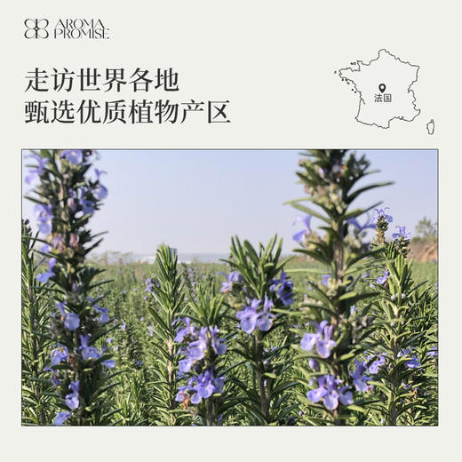 桉油醇迷迭香精油10ml 强劲略带樟脑味道的药草气息 商品图6