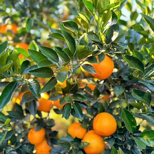 丨有机丨赣南脐橙 橙子 guo家地理标志 中国农大学子18年精心培育而来 商品图8
