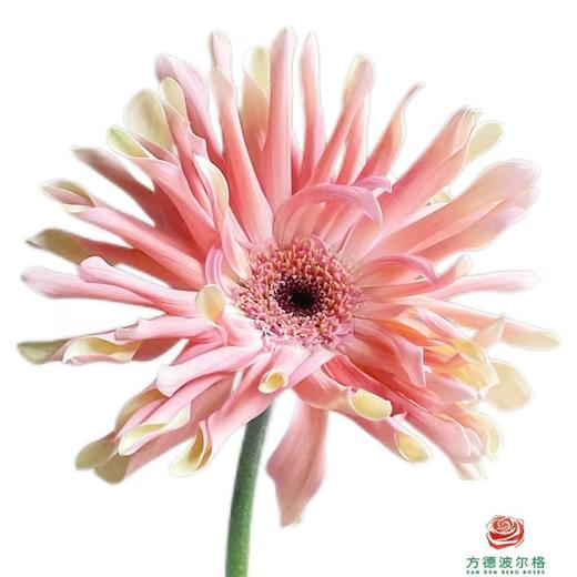 外购非洲菊-丹麦 10枝一扎 商品图0