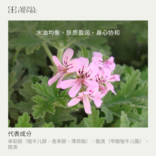 香叶天竺葵精油 玫瑰般的香气中带着薄荷般的香草味 商品图1