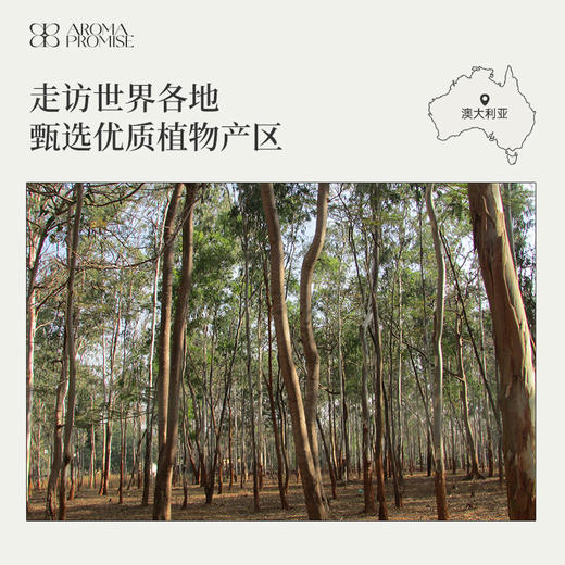 蓝胶尤加利精油10ml 澳洲原产 顺畅呼吸 呼吸道保卫 净化空气 商品图5