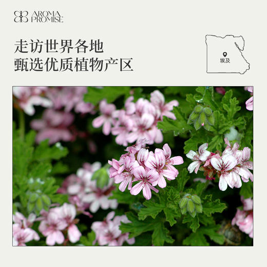 香叶天竺葵精油 玫瑰般的香气中带着薄荷般的香草味 商品图5