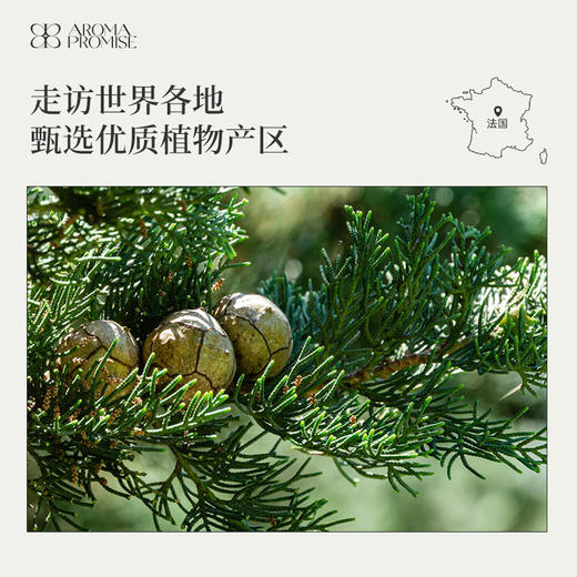 丝柏精油10ml香气清新内敛的木质香 收敛止汗 净化身心 商品图5