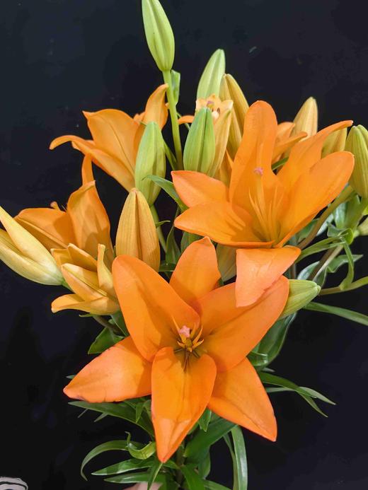金百合橙色梦想百合5支 商品图5