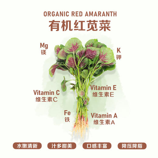 暖壹有机红苋菜 商品图0