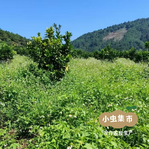 生态翡翠青柚 5斤/6斤 | 合作农友生产，产自广西巴马，生产者：玉为政、韩爱菊 *【公平贸易农人定价】 商品图13