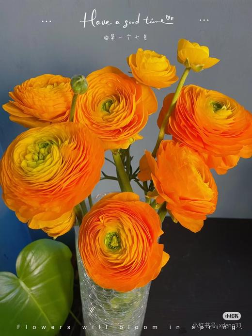 洋牡丹各色点开挑色 商品图2