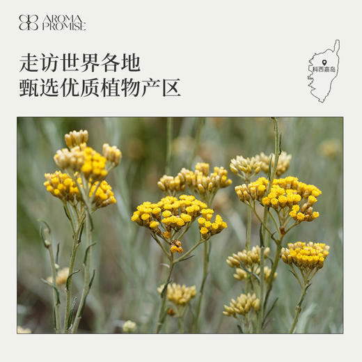 意大利永久花 单方精油5ml 商品图5