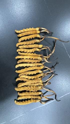 【那曲干虫草】品质之选， 产自神秘而纯净的那曲地区，这里高海拔、无污染的环境，赋予了虫草卓越的品质。   每一根那曲干虫草都体型饱满，色泽金黄。它富含多种营养成分，是滋补养生的佳品。