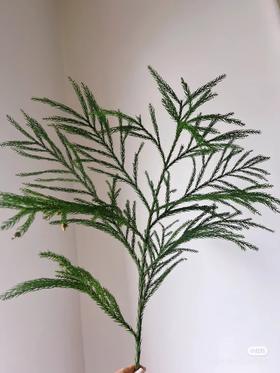 天竺少女绿松叶