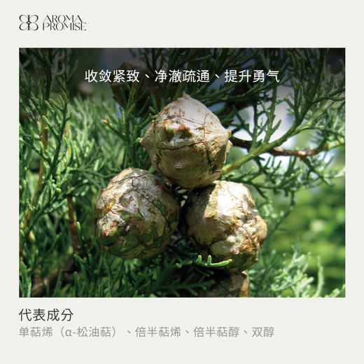 丝柏精油10ml香气清新内敛的木质香 收敛止汗 净化身心 商品图1