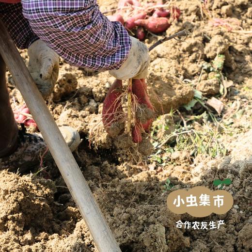 从化生态红薯（一点红/荔枝香）5斤 | 合作农友生产，产自广州从化，生产者：杨国星 *【公平贸易农人定价】 商品图11
