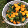 【分仓直发包邮】爱媛果冻橙5斤大果（12个以内） 商品缩略图2