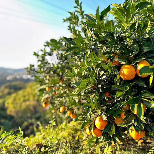 丨有机丨赣南脐橙 橙子 guo家地理标志 中国农大学子18年精心培育而来 商品图5