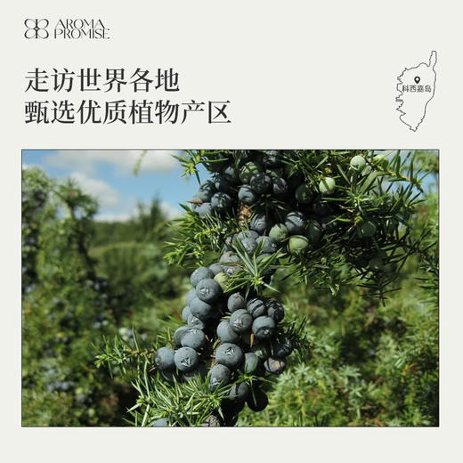 杜松果精油10ml  浆果与木质混合清新香气 商品图5
