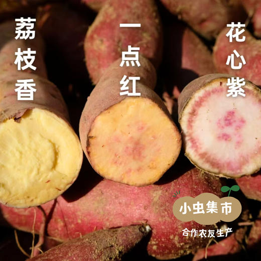 从化生态红薯（一点红/荔枝香）5斤 | 合作农友生产，产自广州从化，生产者：杨国星 *【公平贸易农人定价】 商品图1