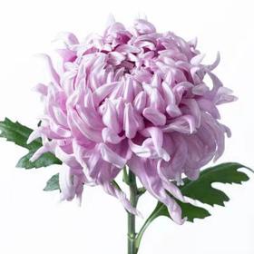 日本进口大菊Sei manoa 5支