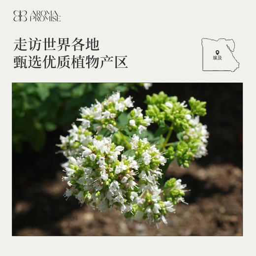 甜马郁兰精油10ml  温暖细致的草本香 清甜不黏腻 商品图5