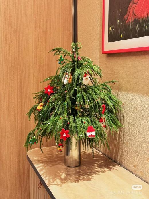 天竺少女绿松叶 商品图1