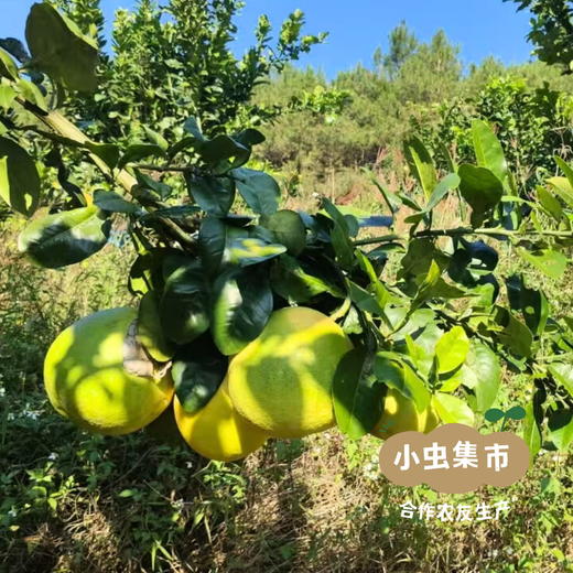 生态翡翠青柚 5斤/6斤 | 合作农友生产，产自广西巴马，生产者：玉为政、韩爱菊 *【公平贸易农人定价】 商品图7
