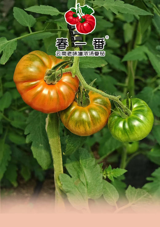 【甜蜜如初恋】塔塔蜜-草莓番茄  云南老味道番茄 商品图6