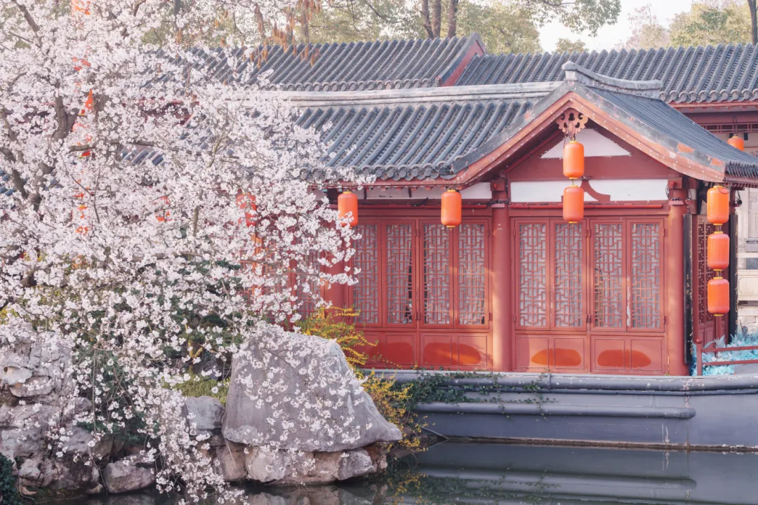 武汉“樱花之城”4天摄影团