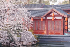 武汉“樱花之城”4天摄影团