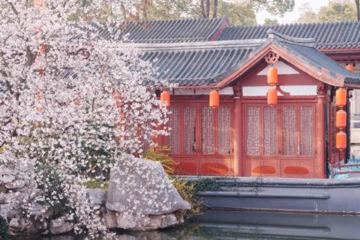 武汉“樱花之城”4天摄影团 商品图0