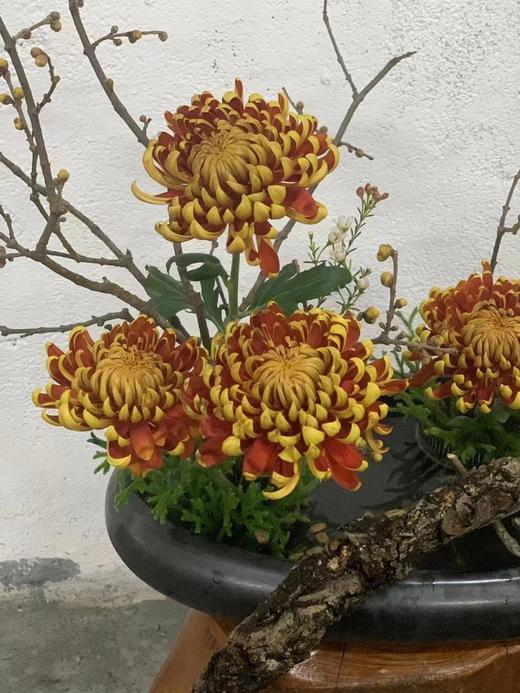 日本进口大菊 商品图2