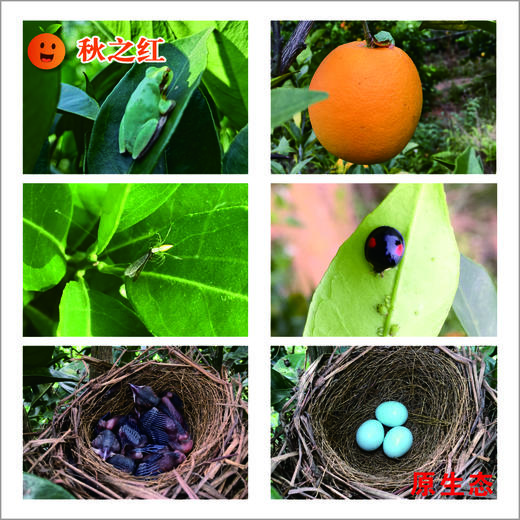 丨有机丨赣南脐橙 橙子 guo家地理标志 中国农大学子18年精心培育而来 商品图10