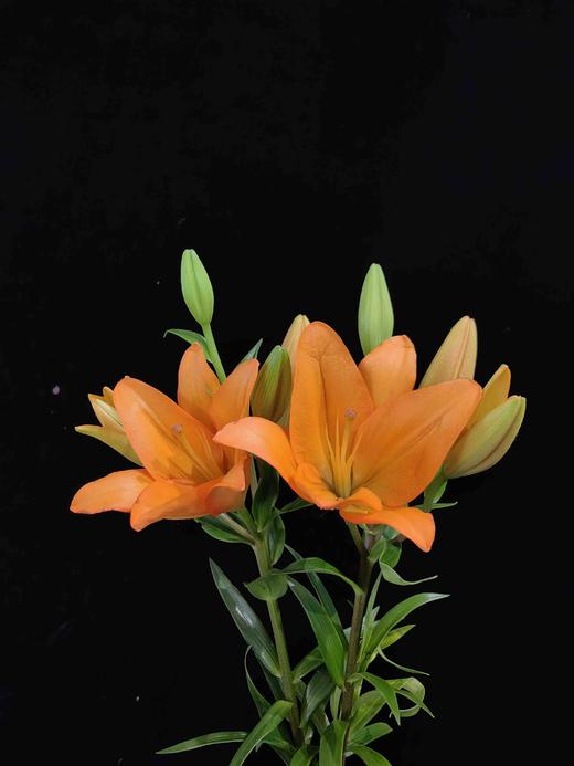 金百合橙色梦想百合5支 商品图7