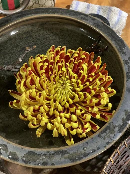 日本进口大菊 商品图3