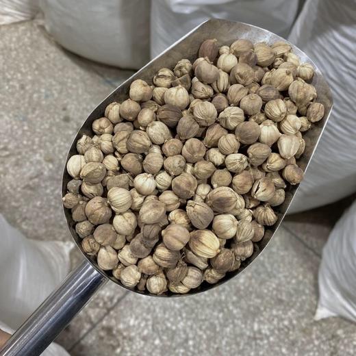 白豆蔻 白蔻仁  波蔻 无硫足干 当季新货 气味浓郁芬芳 商品图1
