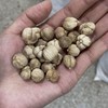 白豆蔻 白蔻仁  波蔻 无硫足干 当季新货 气味浓郁芬芳 商品缩略图3