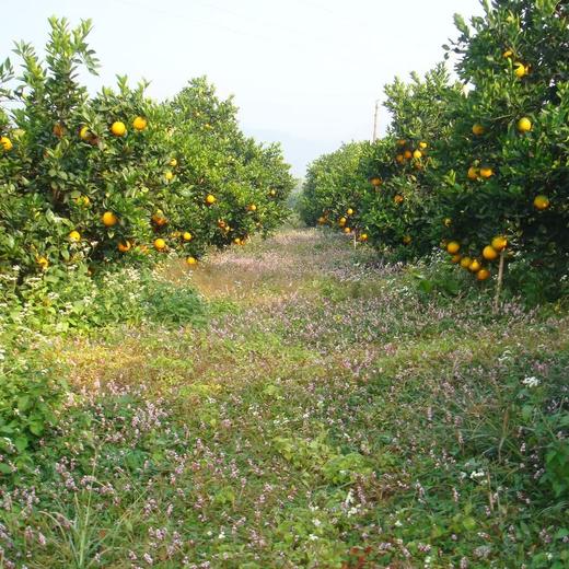 丨有机丨赣南脐橙 橙子 guo家地理标志 中国农大学子18年精心培育而来 商品图7