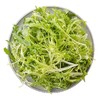 免洗苦菊生菜60g（即食鲜菜） 商品缩略图2