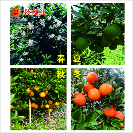 丨有机丨赣南脐橙 橙子 guo家地理标志 中国农大学子18年精心培育而来 商品图11