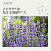 快乐鼠尾草10ml清新干燥香甜的青草味 养护神经系统 安宁平静 商品缩略图5