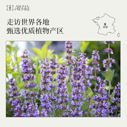 快乐鼠尾草10ml清新干燥香甜的青草味 养护神经系统 安宁平静 商品图5