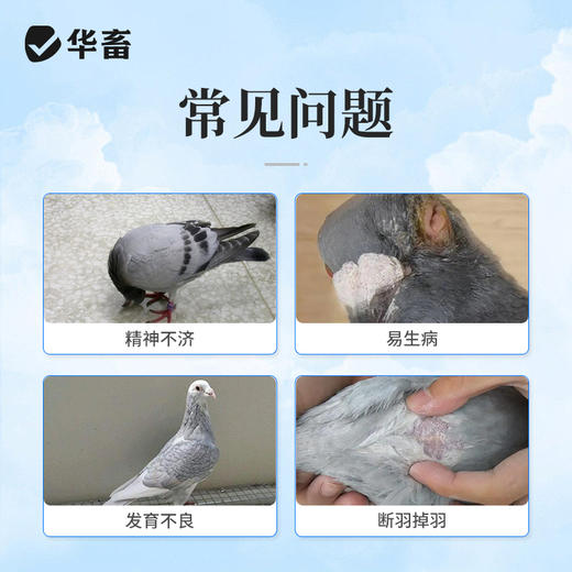 华畜鸽用电解质鸟用多维葡萄糖鹦鹉鸽子营养补钙新鸟用品画眉 商品图1
