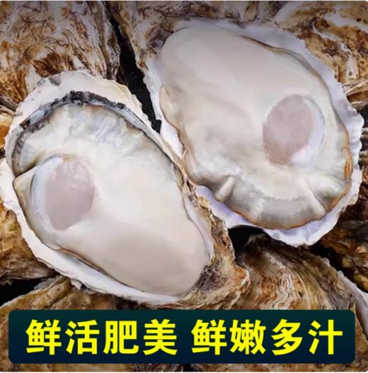 顺丰冷链包邮  正宗威海乳山生蚝 约4.5斤±90g 新鲜直供口感鲜美 乳山直发 鲜美到家 死蚝包赔 商品图0