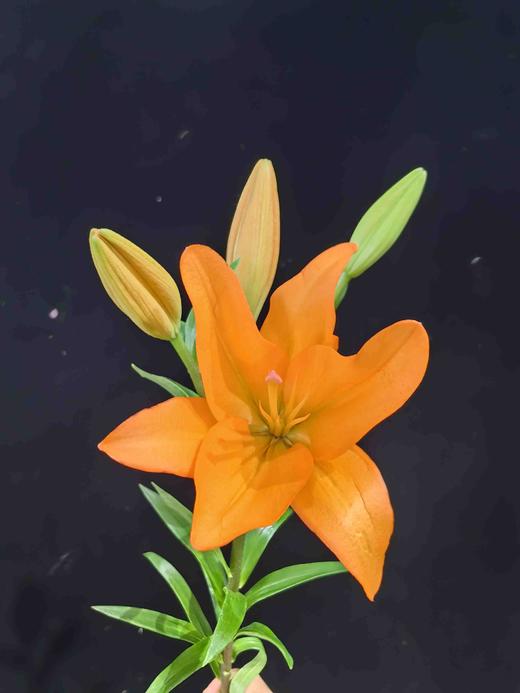 金百合橙色梦想百合5支 商品图6